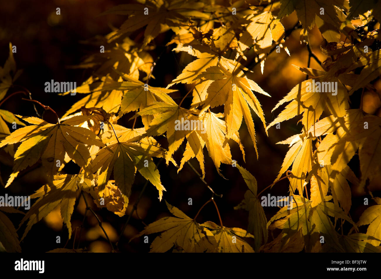 Shadows of autumnal leaves hi-res stock photography and images - Alamy