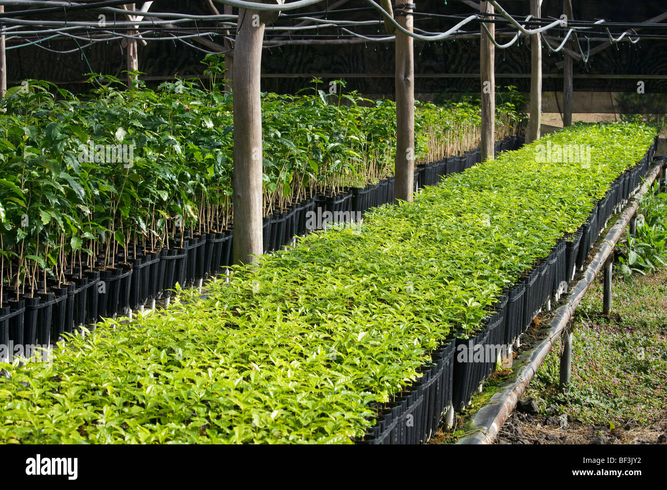 Agriculture Kona Coffee Seedlings At A Nursery Prior To Being