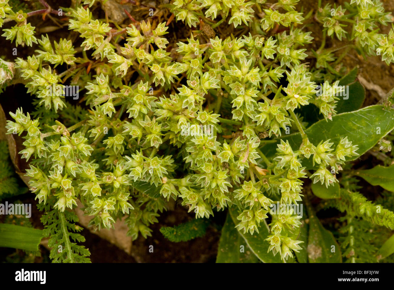 Annual knawel Scleranthus annuus flower. Rare in UK Stock Photo