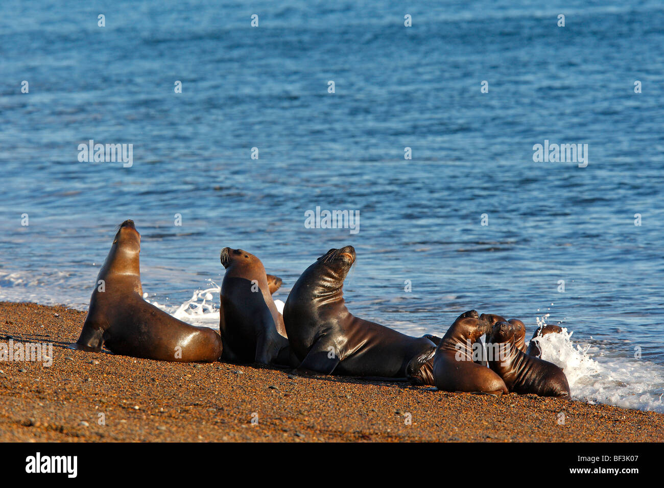 Southern Sea Lion (Otaria flavescens, Otaria byronia). Group with young on a beach. Valdes Peninsula, Argentinia. Stock Photo