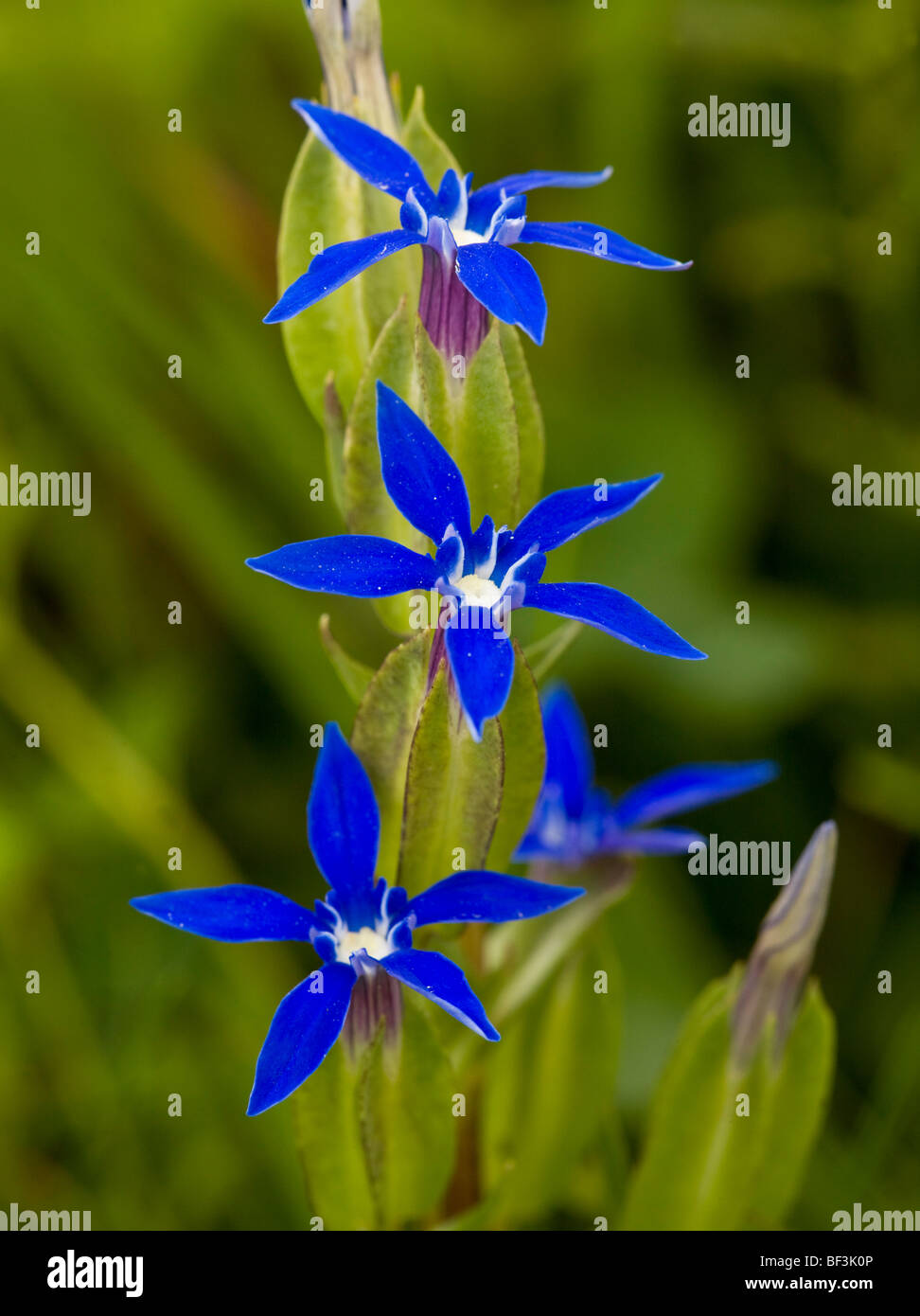 Bladder gentian Gentiana utriculosa in flower Stock Photo