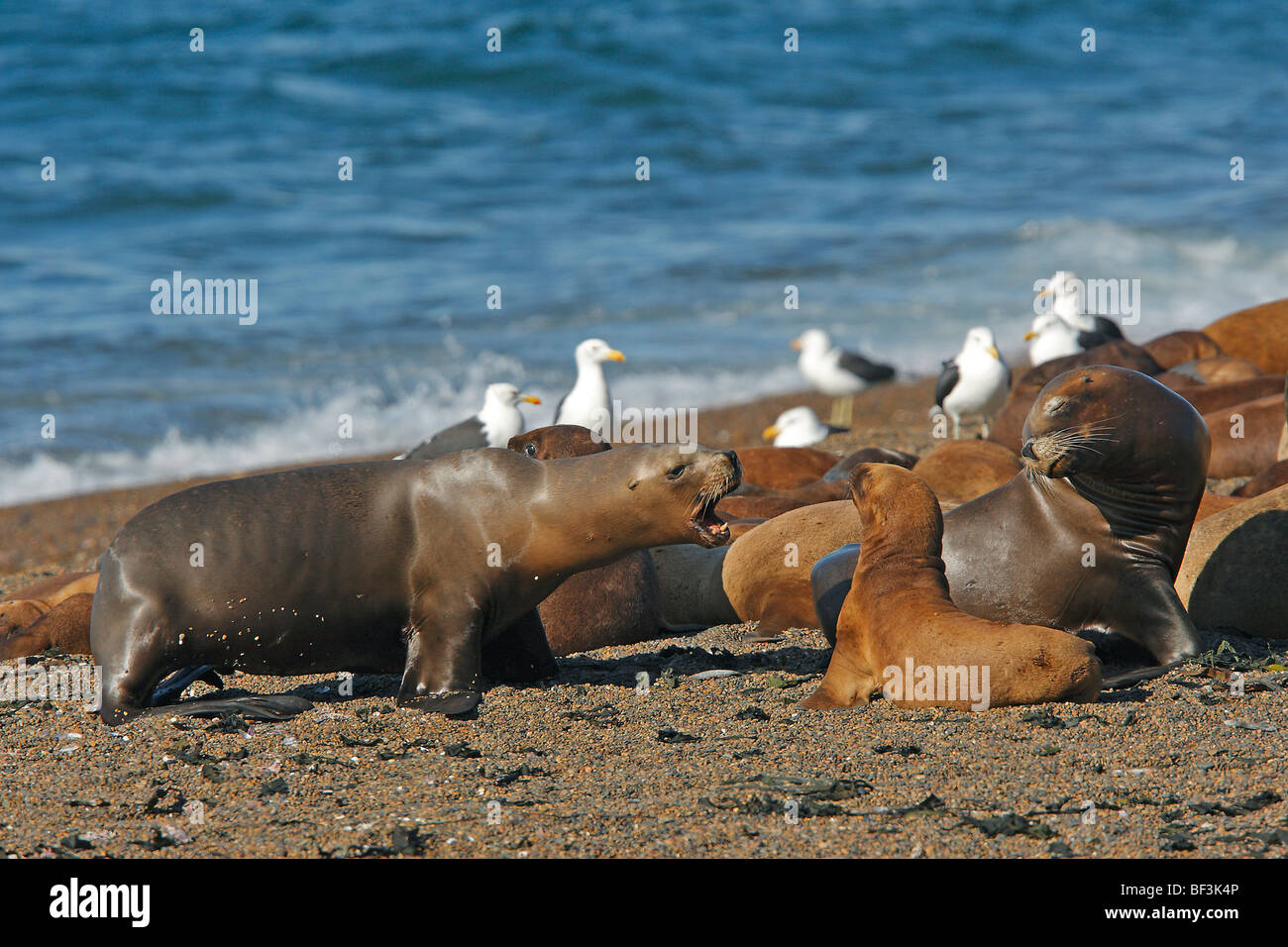 Southern Sea Lion (Otaria flavescens, Otaria byronia). Female reprimanding young. Valdes Peninsula, Argentinia. Stock Photo