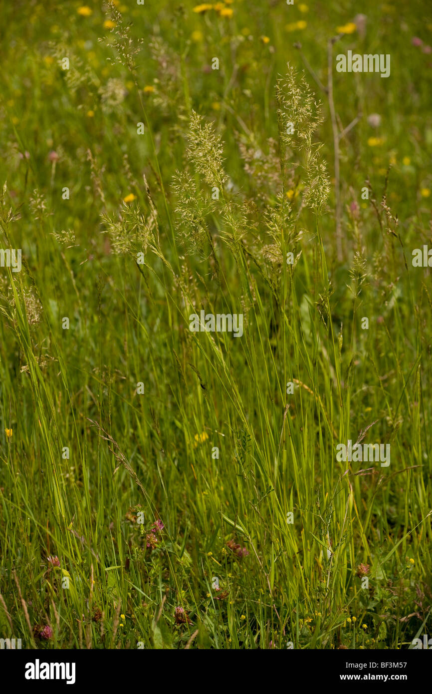 Yellow Oat-grass Trisetum flavescens Stock Photo