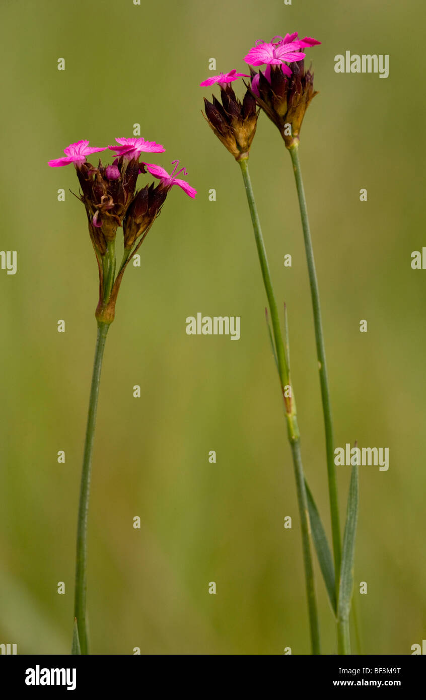 Carthusian or Charterhouse Pink Dianthus carthusianorum Stock Photo