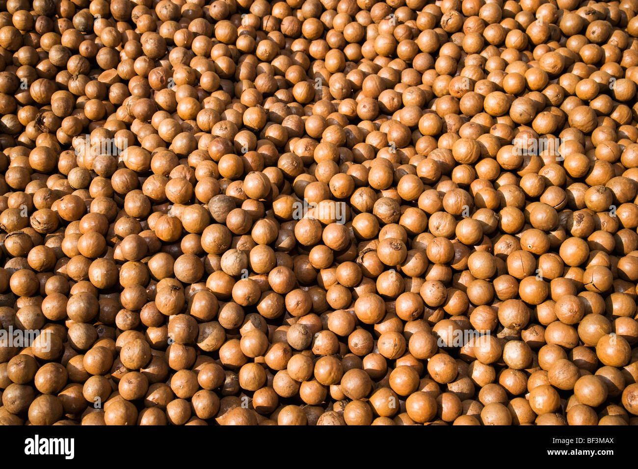 Agriculture Harvested in shell macadamia nuts after the outer husks
