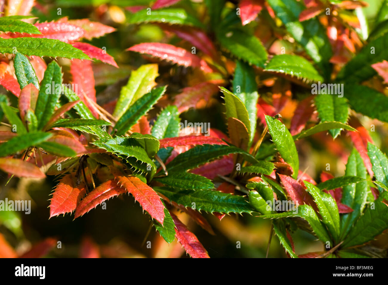 Berberis Julianae in Autumn Stock Photo