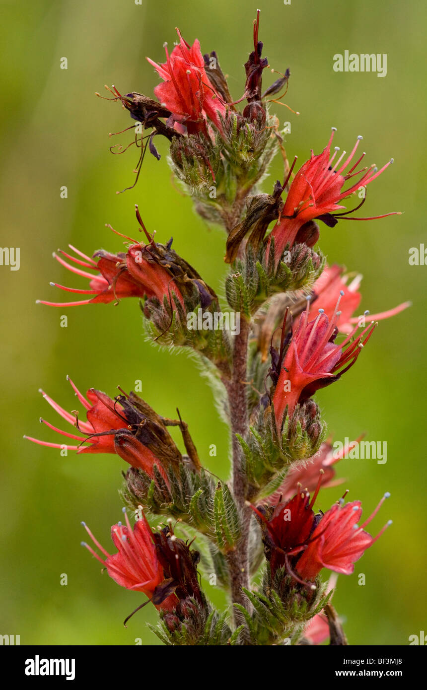 A rare red bugloss, Echium russicum, near Viscri. Transylvania. Stock Photo