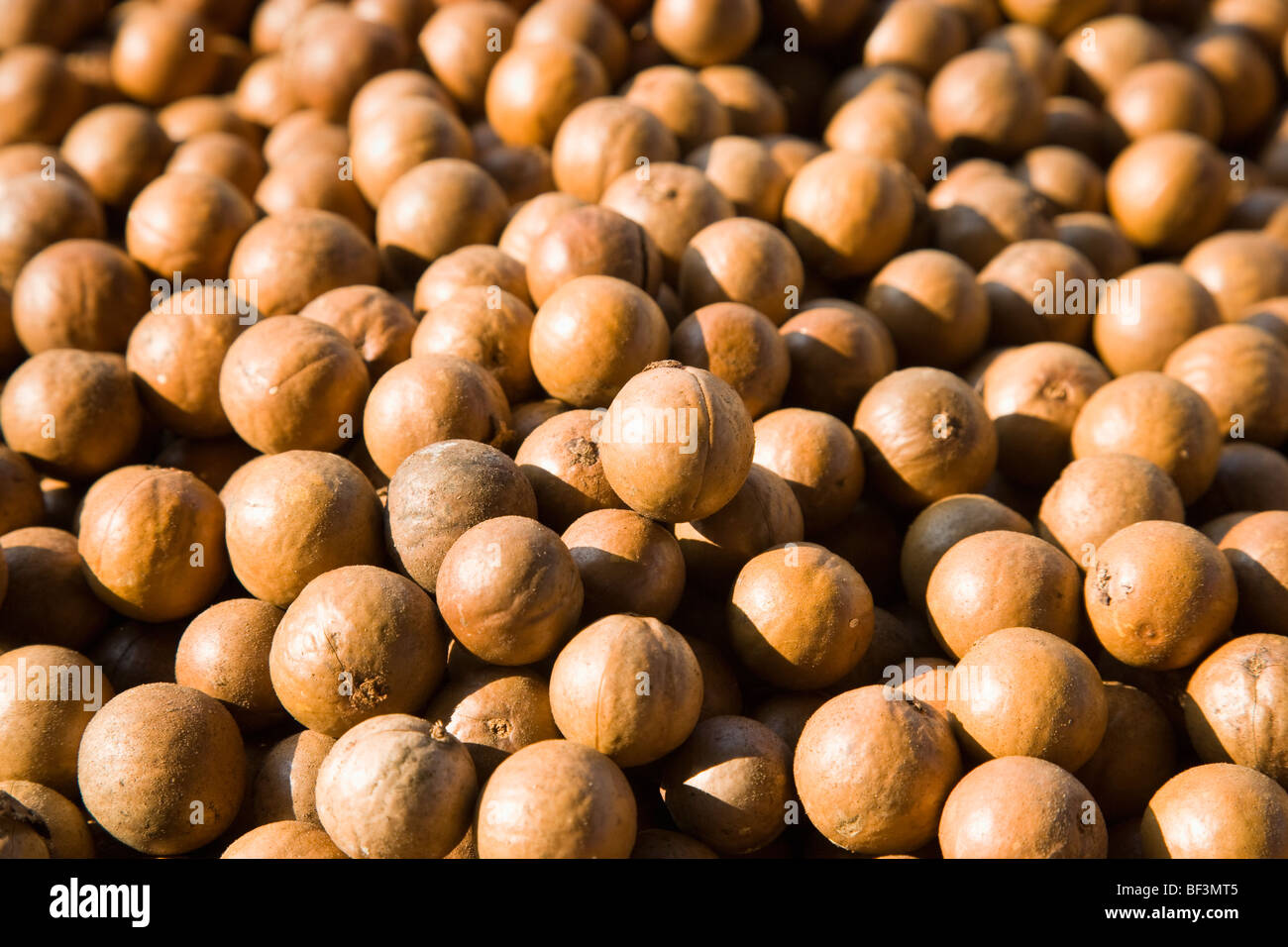 Agriculture Harvested in shell macadamia nuts after the outer husks