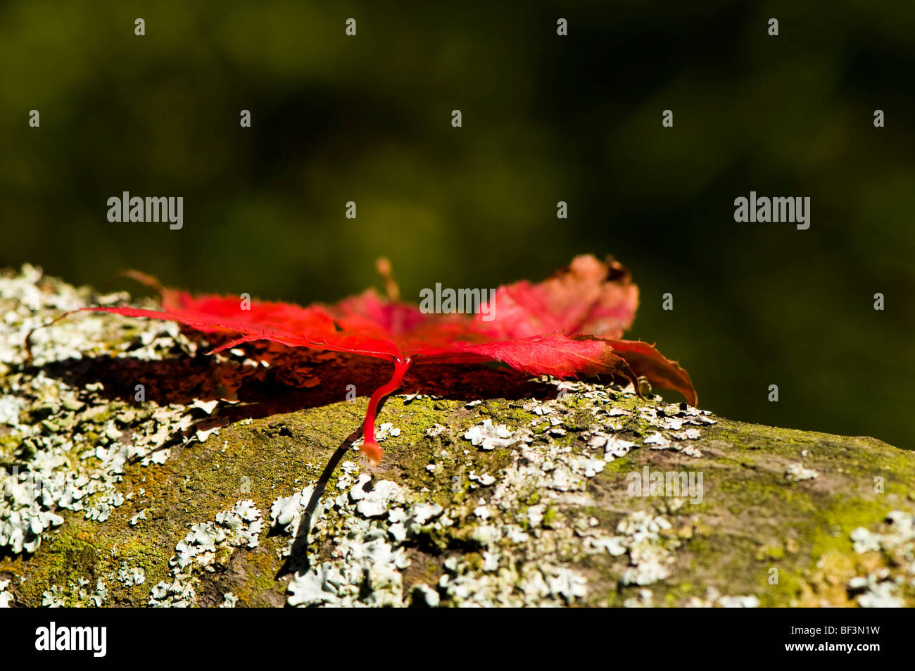 Fallen red acer leaf on tree bark Stock Photo