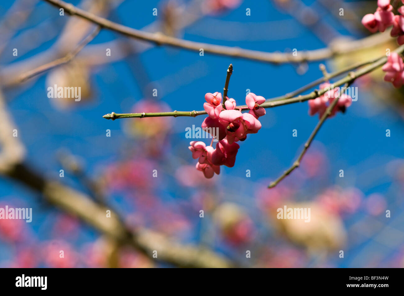 Euonymus hamiltonianus v Yedoensis in Autumn Stock Photo