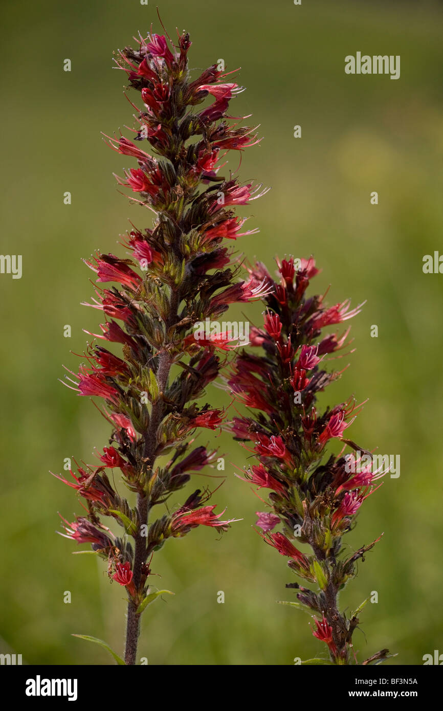 A rare red bugloss, Echium russicum, near Viscri. Transylvania. Stock Photo