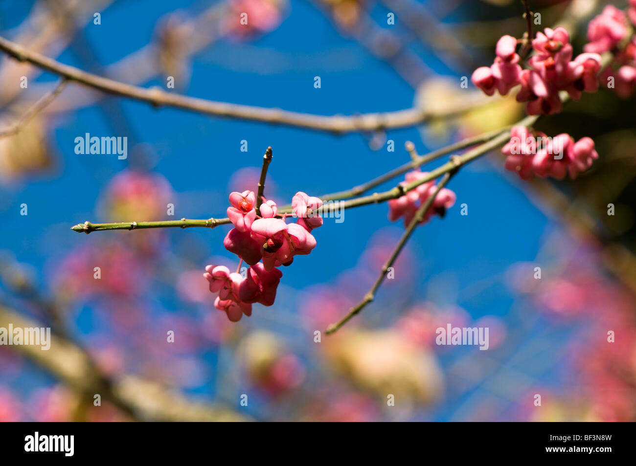 Euonymus hamiltonianus v Yedoensis in Autumn Stock Photo