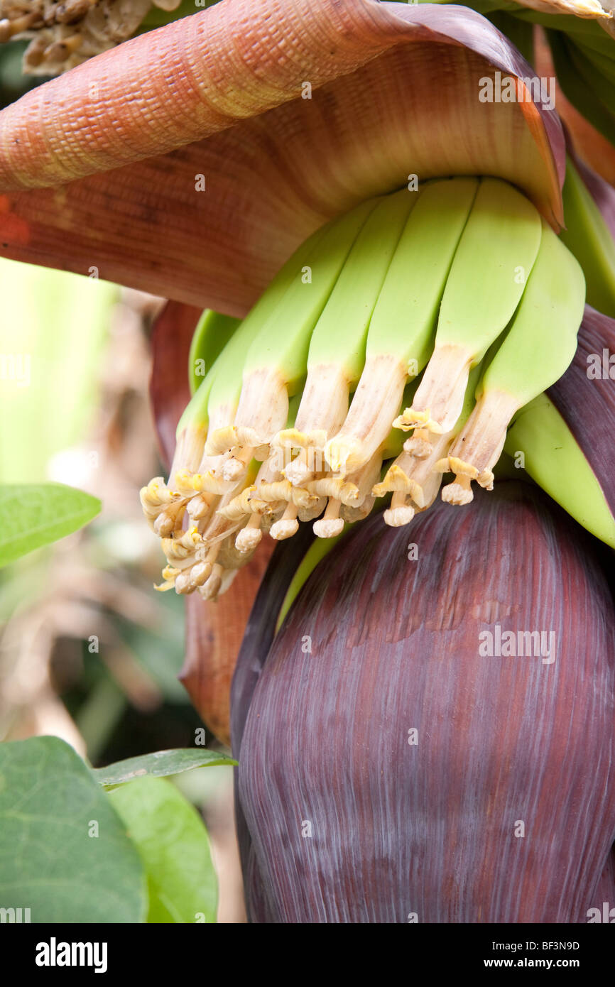 close up image of blooming banana florescence Stock Photo