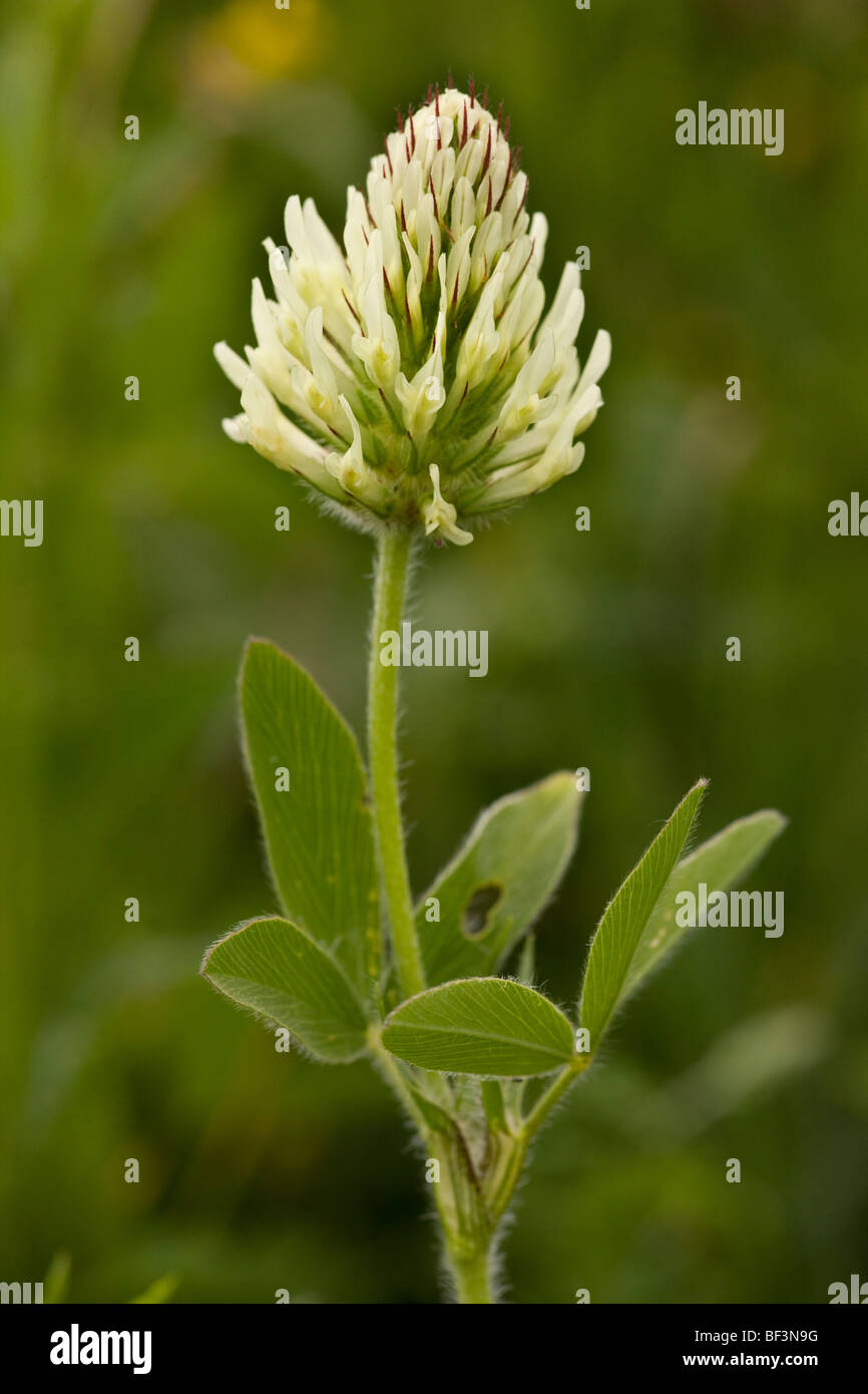Hungarian Clover Trifolium pannonicum Stock Photo
