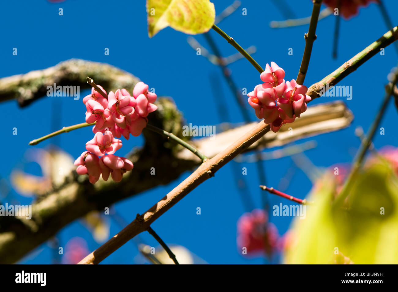 Euonymus hamiltonianus v Yedoensis in Autumn Stock Photo