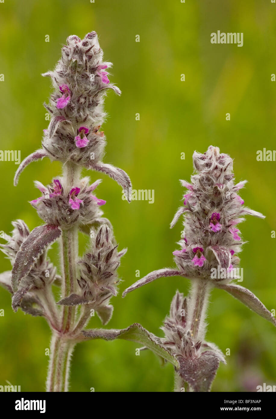 Downy Woundwort Stachys germanica; very rare in UK. Stock Photo