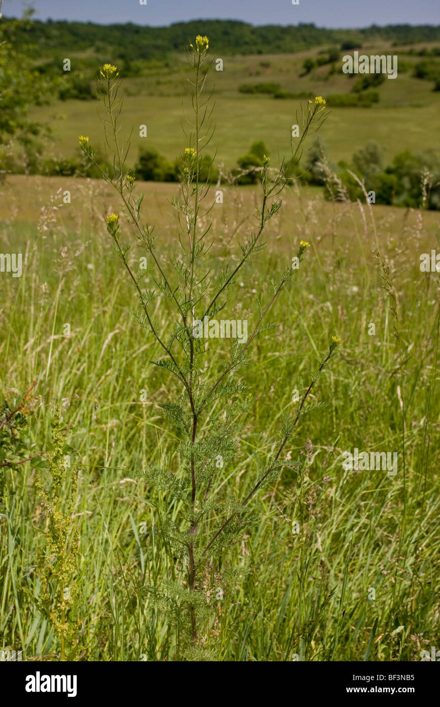 Flixweed Descurainia sophia; uncommon weed. Stock Photo