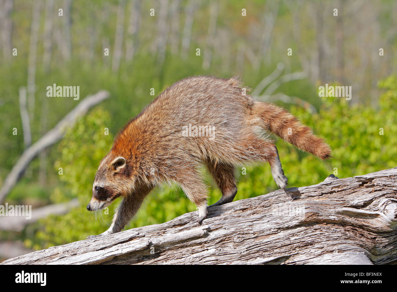 Raccoon (Procyon lotor) walking on a log. Stock Photo