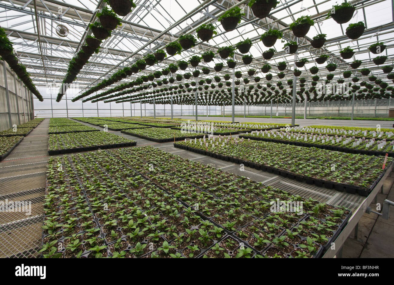 Greenhouse Hang Stock Photos Greenhouse Hang Stock Images Alamy