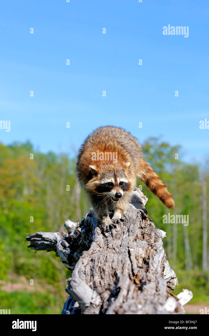 Raccoon (Procyon lotor) standing on a tree stump. Stock Photo