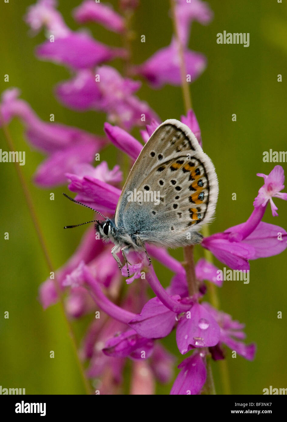 Silver-studded blue butterfly Plebejus argus; male roosting on Polygala major Stock Photo