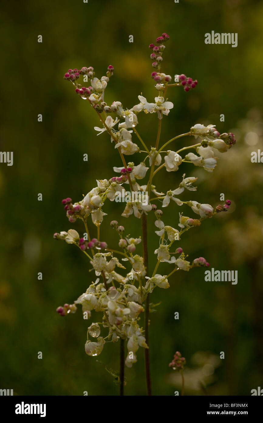 Dropwort Filipendula vulgaris in flower on limestone grassland. Stock Photo