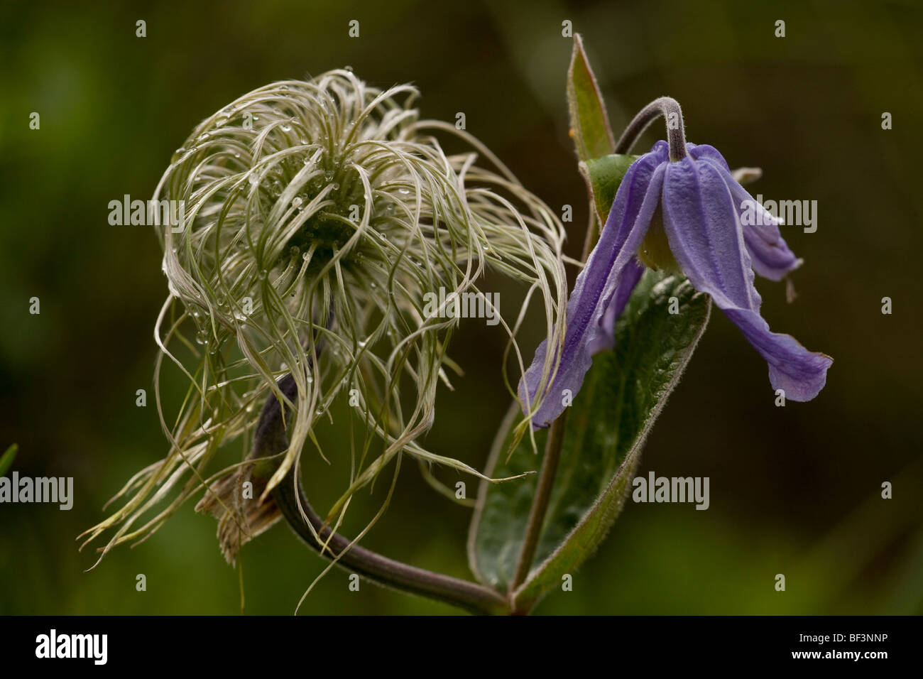Clematis integrifolia in flower and fruit Stock Photo