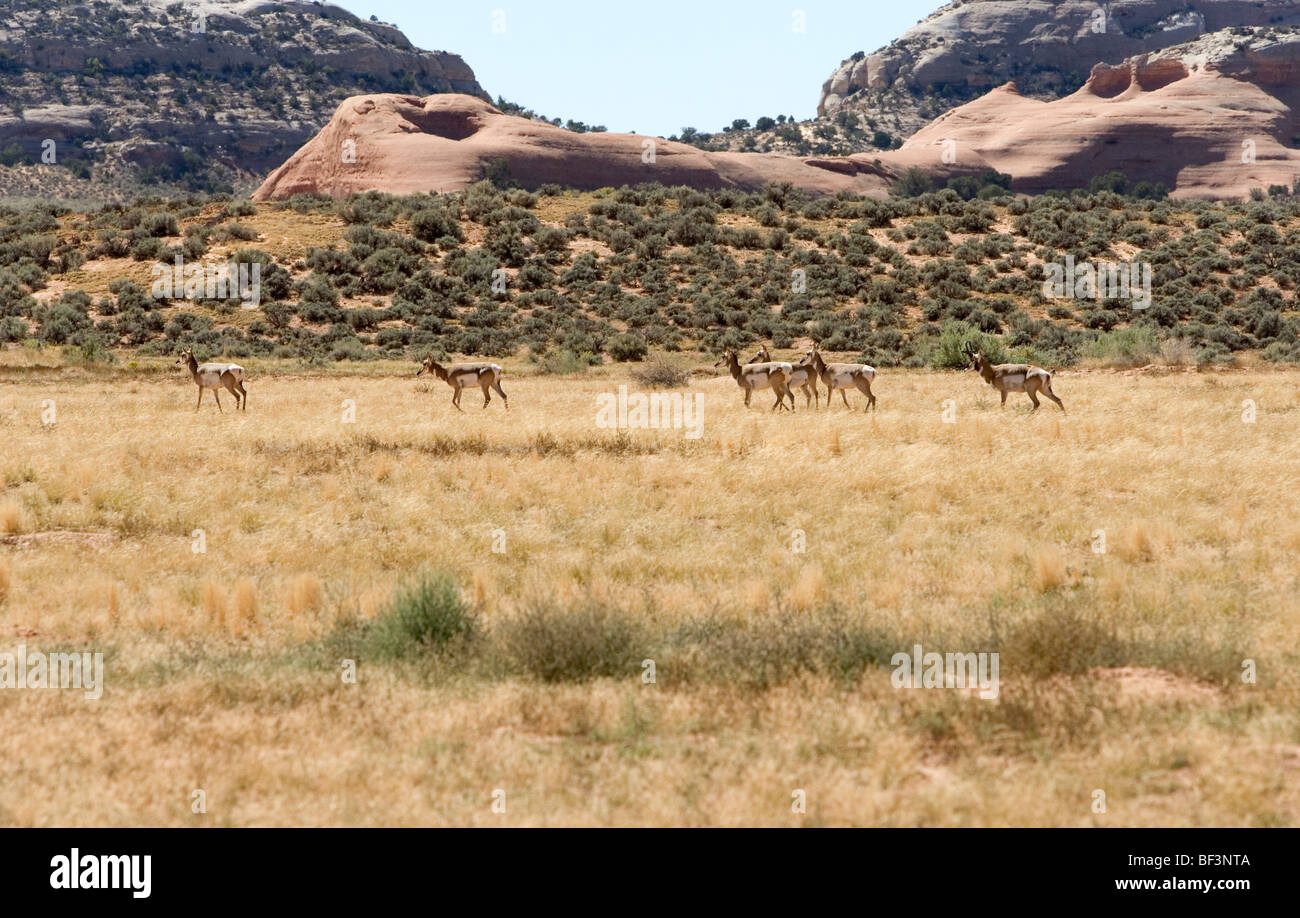 Pronghorn Antelope in Utah, USA. These were in Canyon Rims Park. Antilocapra americana Stock Photo