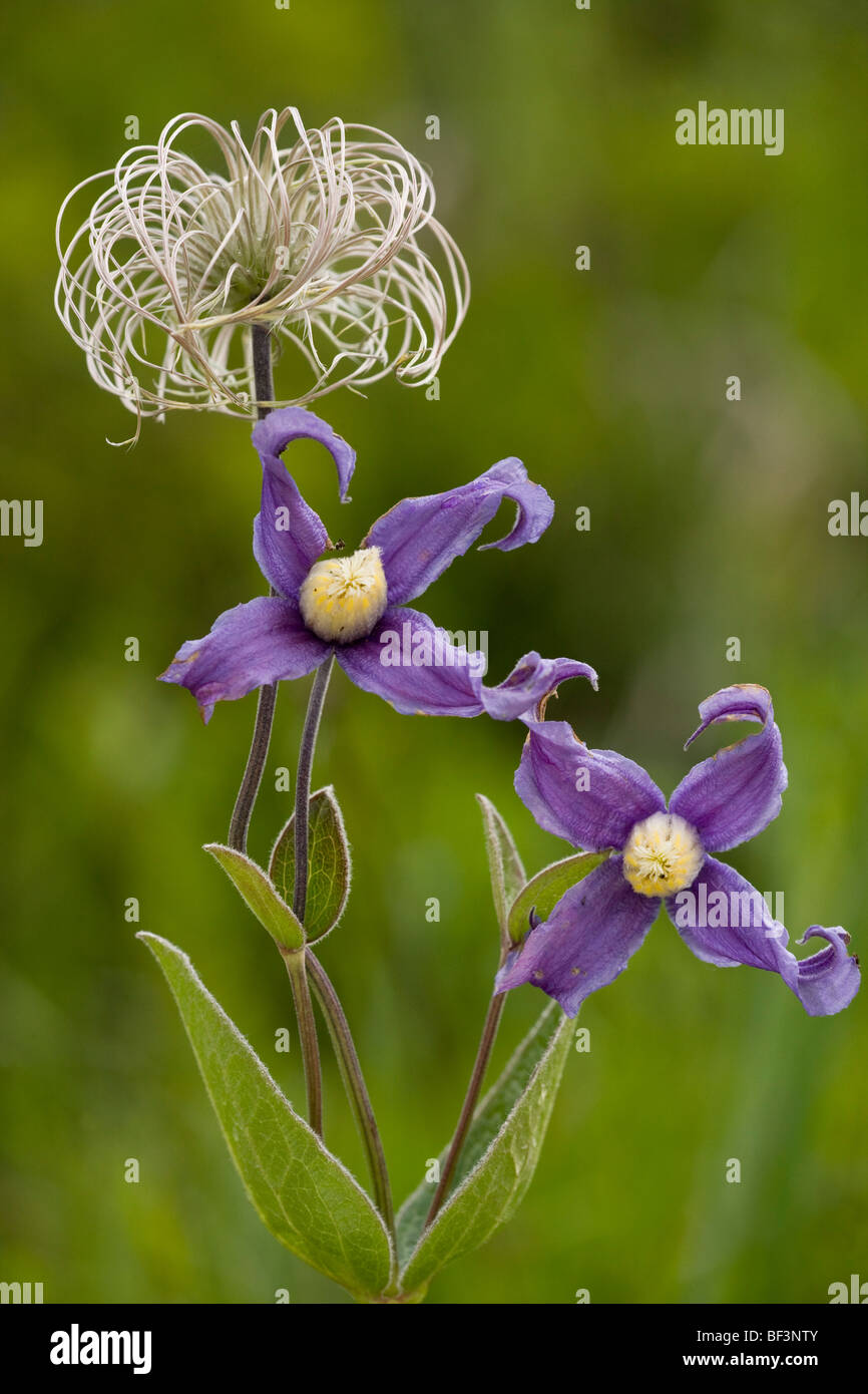 Clematis integrifolia in flower and fruit Stock Photo