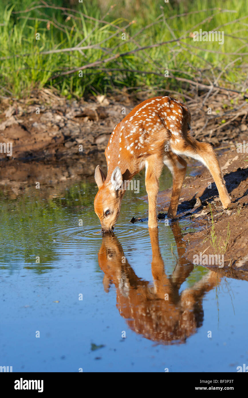Whitetailed Deer (Odocoileus virginianus), fawn drinking water Stock