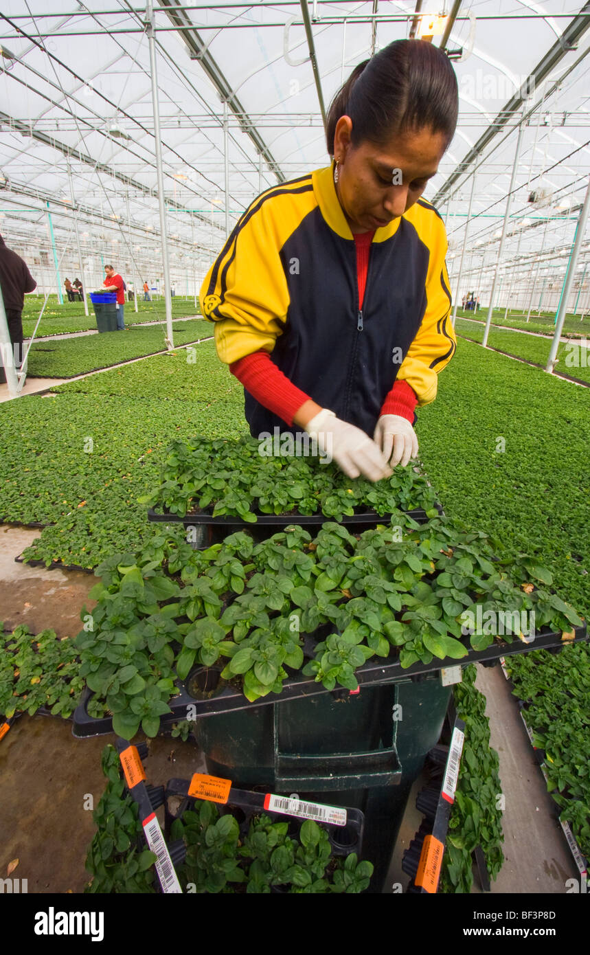 Agriculture Worker pruning petunias in plug flats at a commercial