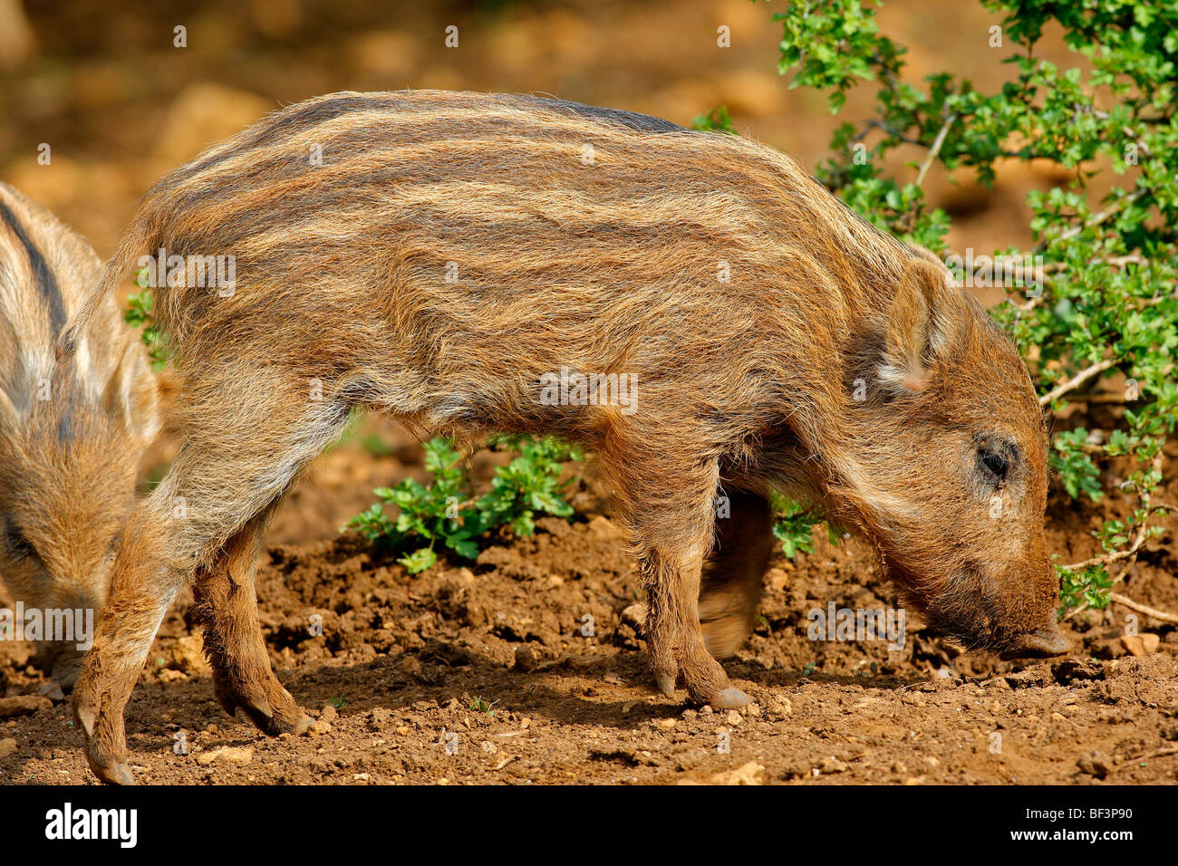 Wild Boar (Sus scrofa), piglet. Stock Photo