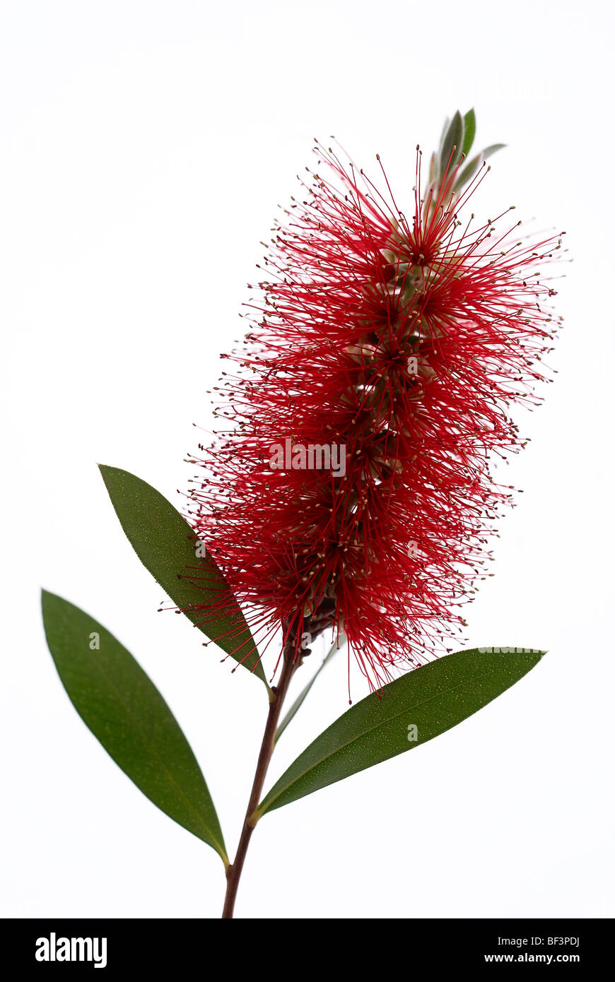 White bottle brush tree High Resolution Stock Photography and Images