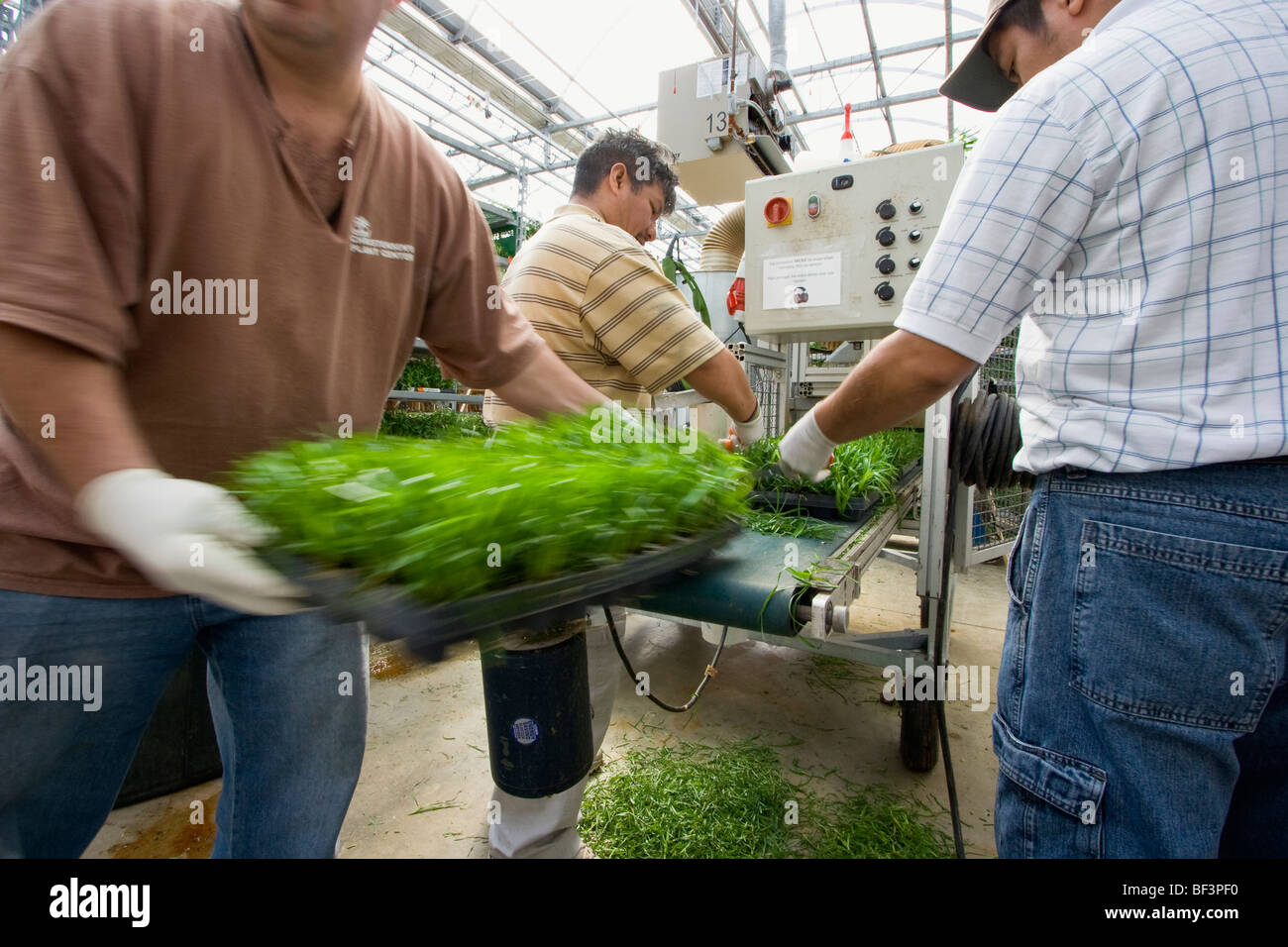 Agriculture Ornamental grasses processed through mowing station at a