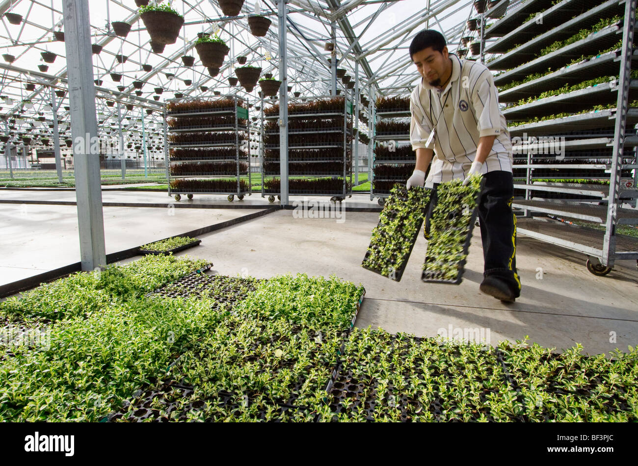 Workers greenhouses hires stock photography and images Alamy