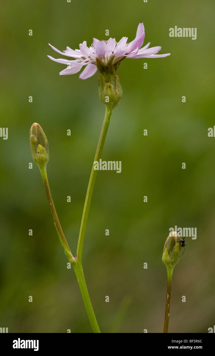 Purple Viper's Grass Scorzonera purpurea Stock Photo