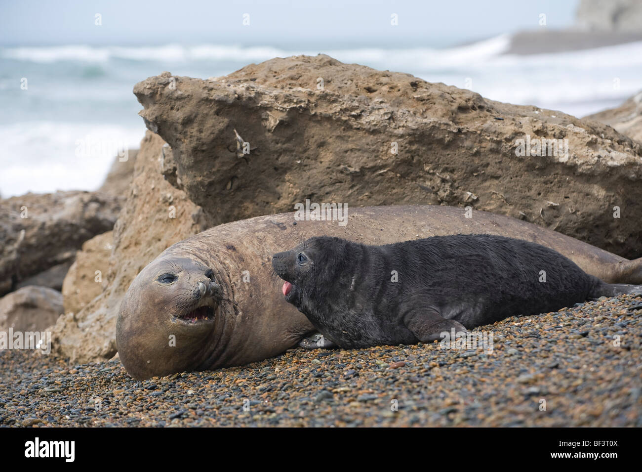 Southern elephant seals: female and pup, Valdes peninsula, Patagonia, Argentina. Stock Photo