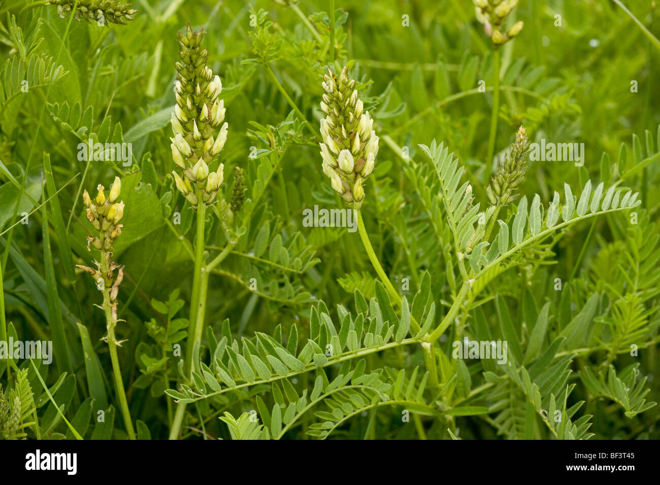 Wild Lentil Astragalus cicer Stock Photo
