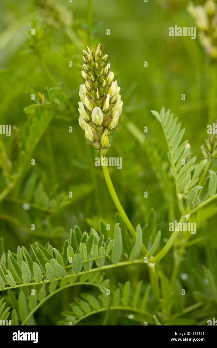 Wild Lentil Astragalus cicer Stock Photo