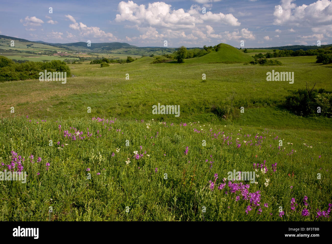 Flowery species-rich 'tumps' just south of Saschiz, Transylvania. Polygala major in the foreground. Stock Photo