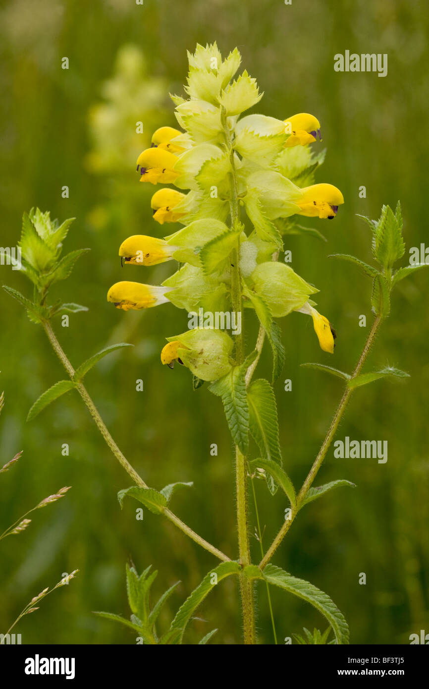 A yellow-rattle, or hay rattle Rhinanthus rumelicus Stock Photo