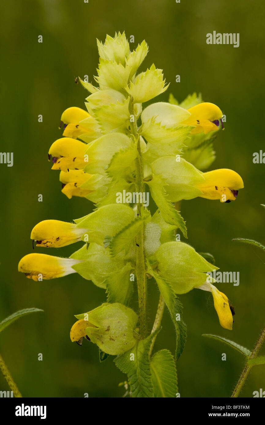 A yellow-rattle, or hay rattle Rhinanthus rumelicus, Romania Stock Photo