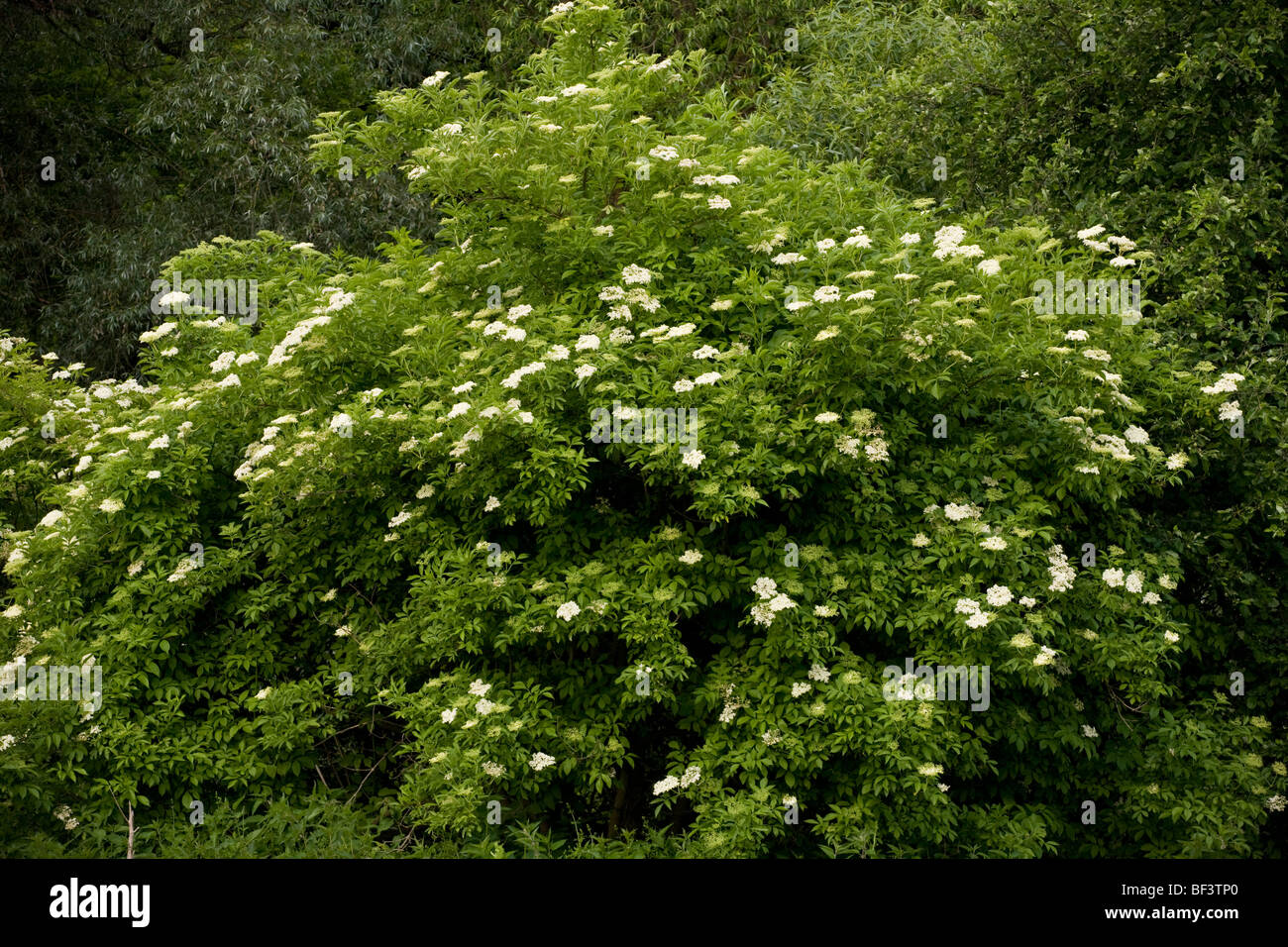 Elder bush in flower Sambucus nigra Stock Photo