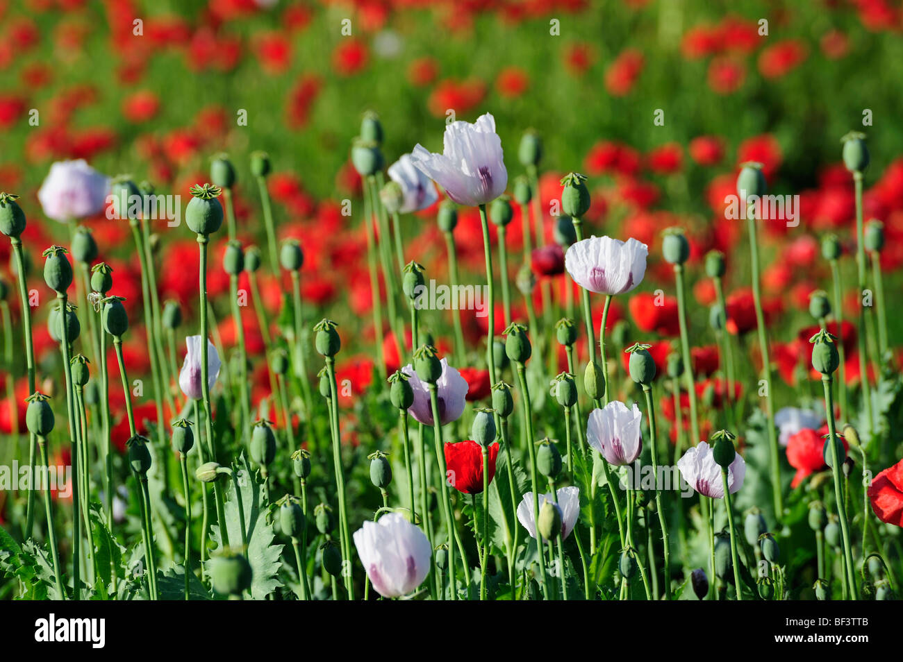 Poppy wild flowers red poppies red green nature environment poppy fields pink poppies Stock Photo