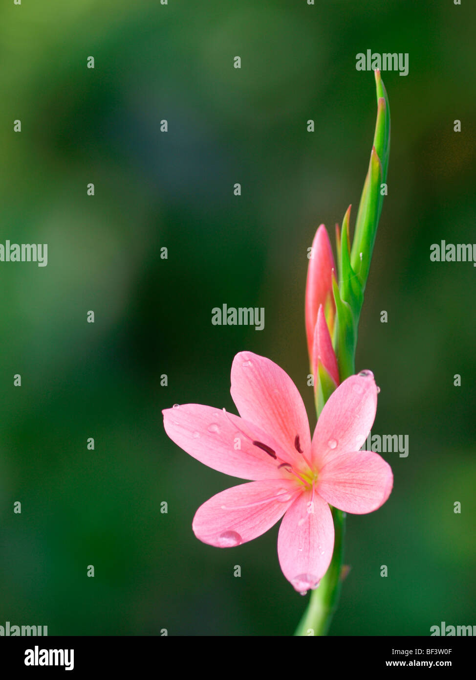 Pink Kaffir Lily, Schizostylis coccinea Stock Photo
