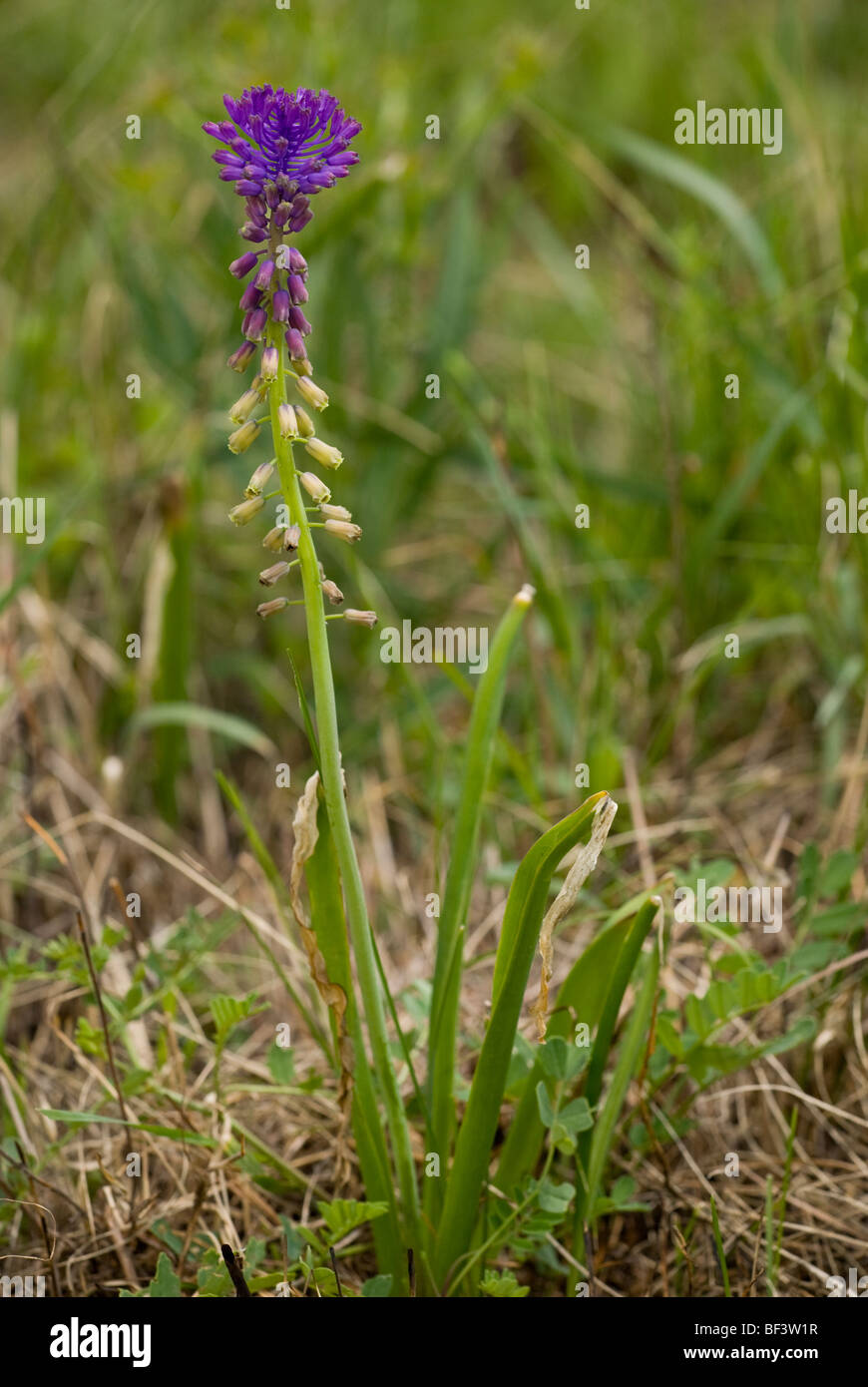 Tassel hyacinth Muscari comosum Stock Photo Alamy