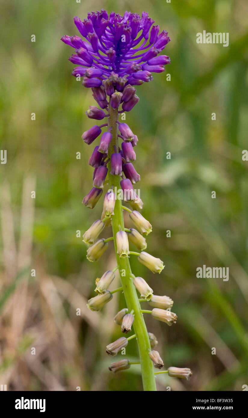 Tassel hyacinth Muscari comosum Stock Photo Alamy