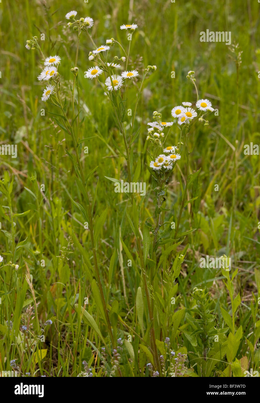 An introduced annual Michaelmas Daisy Erigeron annuus, near Apold. Stock Photo