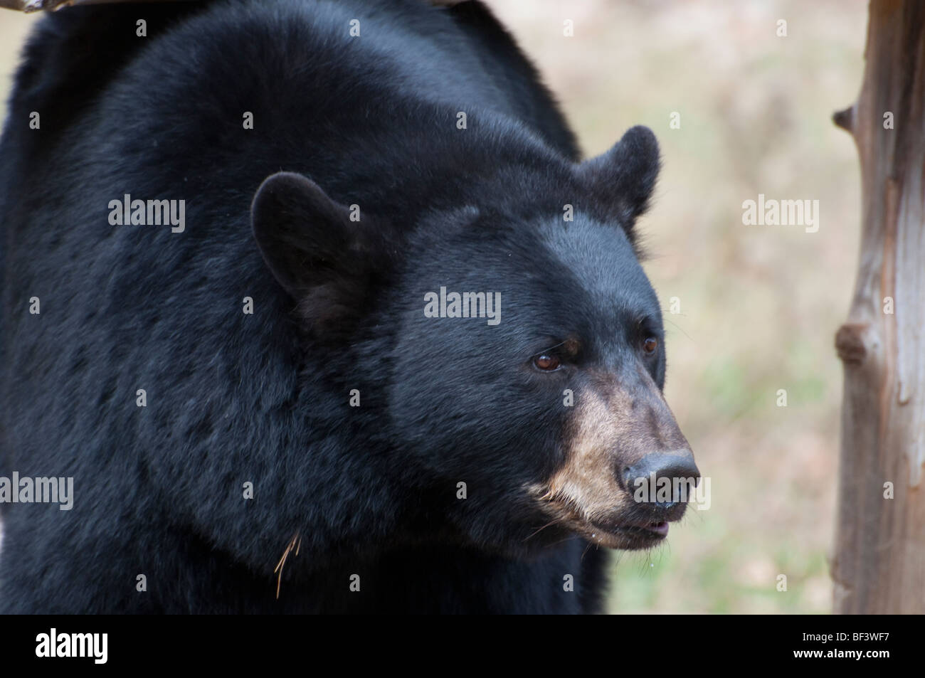 A Black Bear in autumn Stock Photo