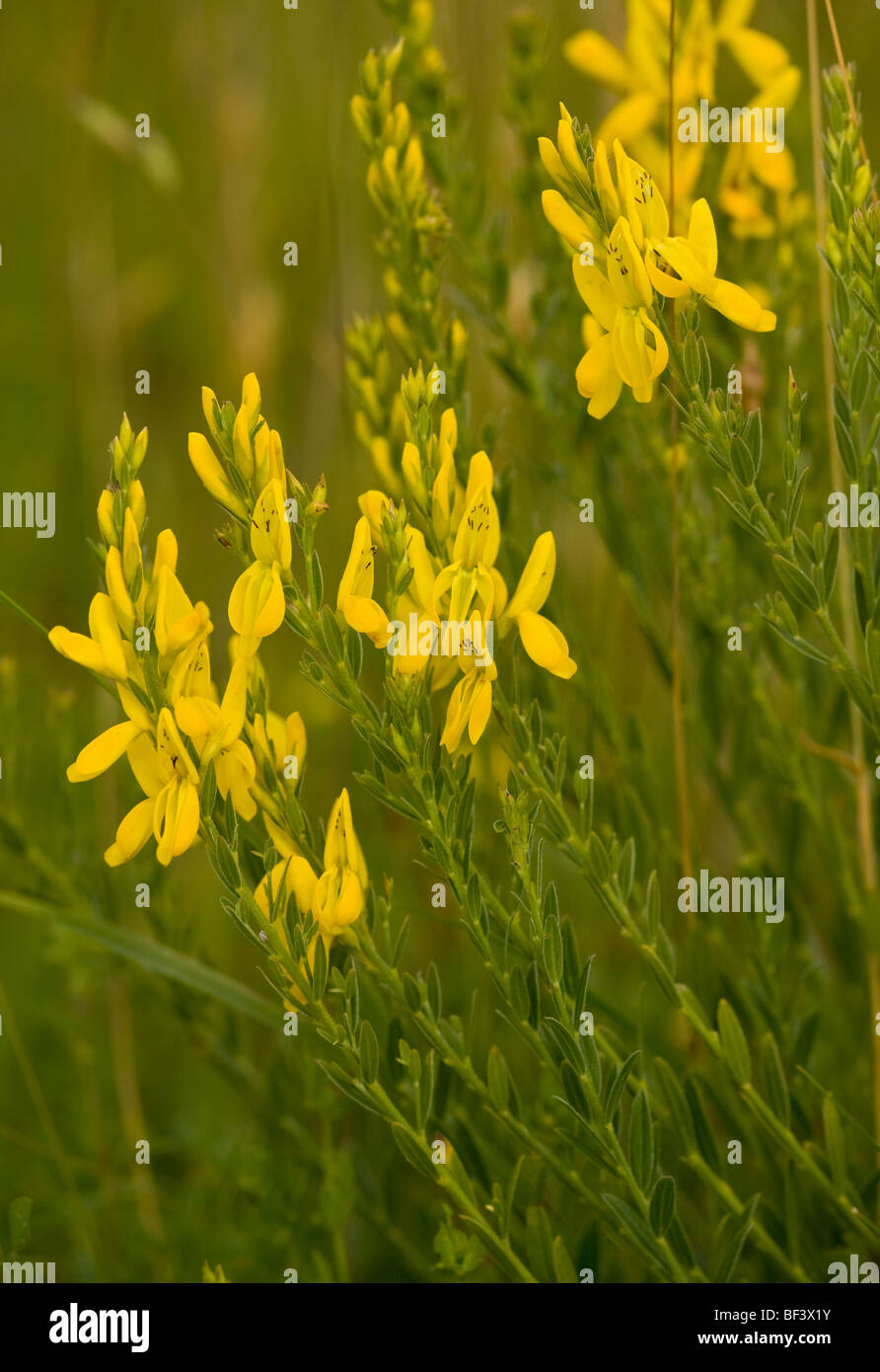 Dyer's Greenweed, Genista tinctoria; old pasture plant in UK Stock ...